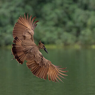 Lake Naivasha - Hamerkop
